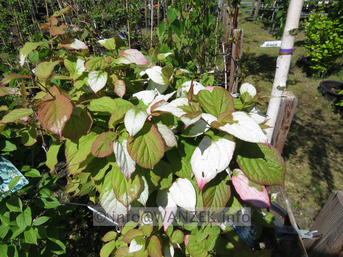 Actinidia kolomikta 02.JPG